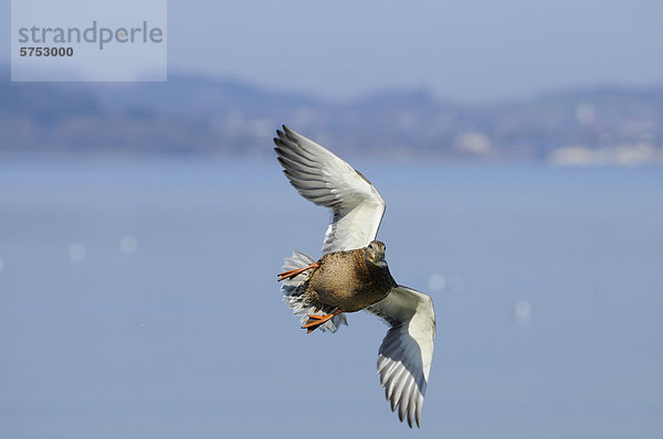 Stockente (Anas platyrhynchos) im Flug