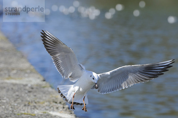 Lachmöwe (Larus ridibundus) landet