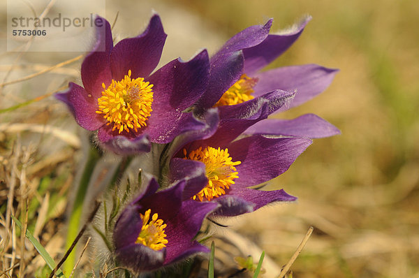 Küchenschelle (Pulsatilla vulgaris)