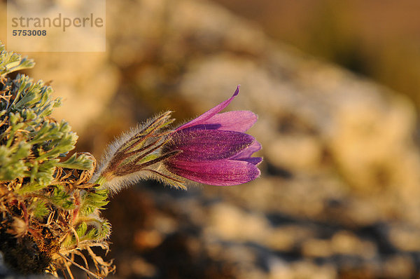 Küchenschelle (Pulsatilla vulgaris)