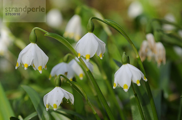 Großes Schneeglöckchen (Leucojum vernum)