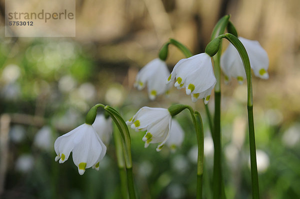 Großes Schneeglöckchen (Leucojum vernum)