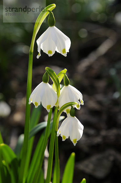 Großes Schneeglöckchen (Leucojum vernum)