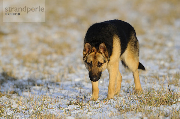 Deutscher Schäferhund steht auf schneebedeckter Wiese