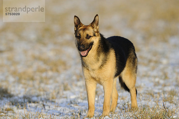 stehend Schneedecke Wiese deutsch Schafhirte