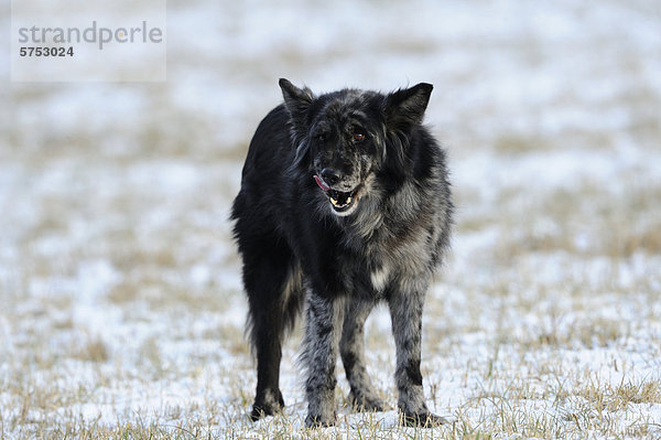 stehend Schneedecke Hund Wiese