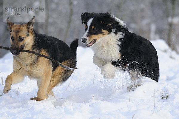 Hund 2 spielen Schnee