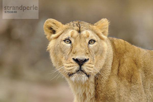 Asiatischer Löwe (Panthera leo persica)  Portrait