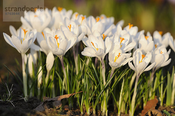 Weißer Krokus