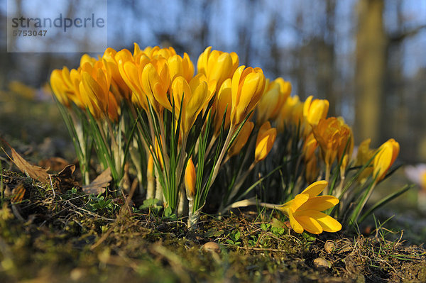 Gelber Krokus