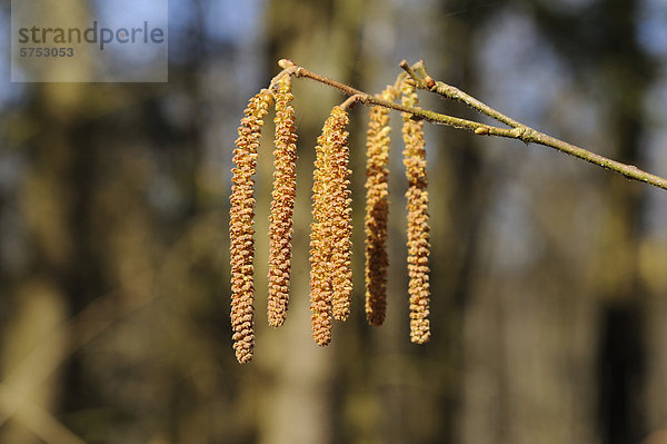 Haselstrauch im Frühling