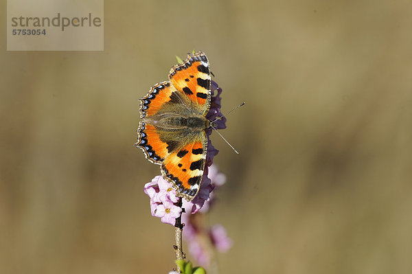 Kleiner Fuchs (Aglais urticae) auf Seidelbast (Daphne mezereum)