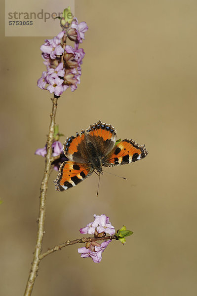 Kleiner Fuchs (Aglais urticae) auf Seidelbast (Daphne mezereum)