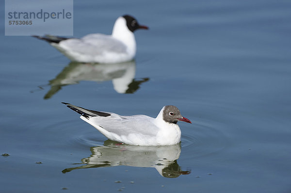 Zwei Lachmöwen (Larus ridibundus) treiben auf dem Wasser