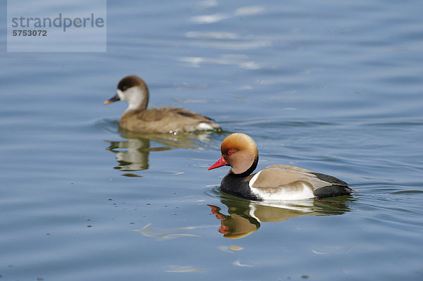 Zwei Kolbenenten (Netta rufina) treiben auf dem Wasser