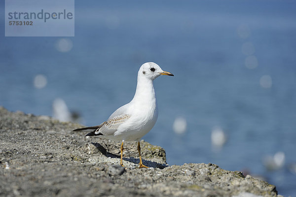 Stehende Lachmöwe (Larus ridibundus)