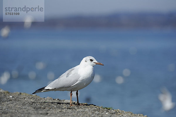 Stehende Lachmöwe (Larus ridibundus)