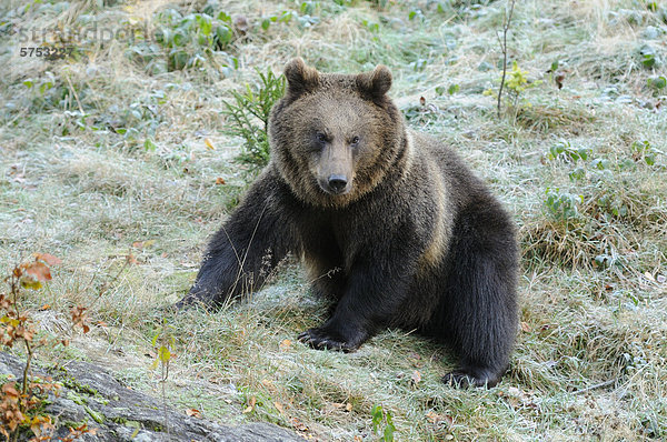 Europäischer Braunbär (Ursus arctos arctos) auf einer Wiese