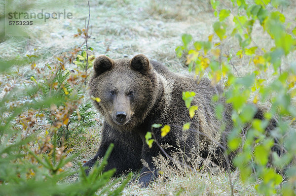 Europäischer Braunbär (Ursus arctos arctos) auf einer Wiese