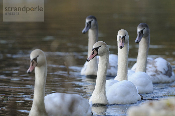 Höckerschwäne (Cygnus olor) treiben auf dem Wasser