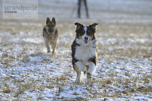 Zwei Hunde rennen auf einer winterlichen Wiese