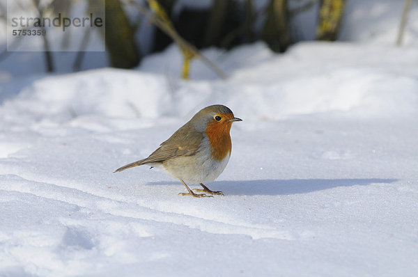 Rotkehlchen (Erithacus rubecula) im Schnee