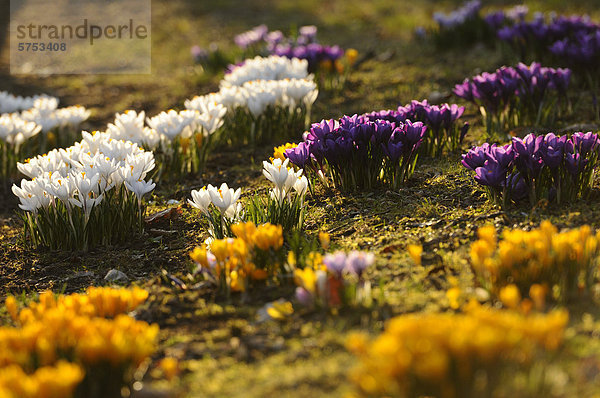 Blühender Krokus auf einem Feld