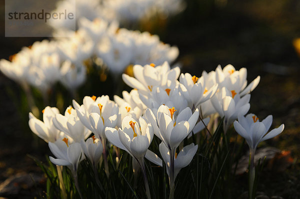 Weißer Krokus