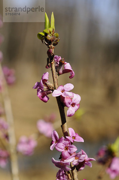 Seidelbast (Daphne mezereum)