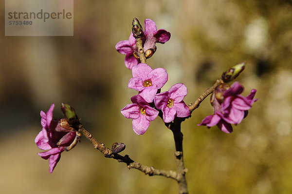 Seidelbast (Daphne mezereum)