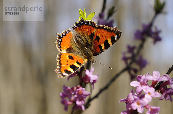 Kleiner Fuchs (Aglais urticae) auf Seidelbast (Daphne mezereum)