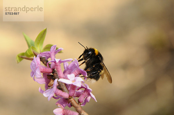 Große Erdhummel (Bombus magnus) auf Seidelbast (Daphne mezereum)