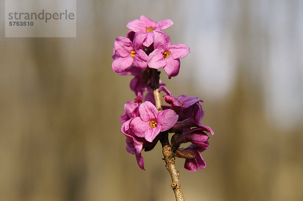 Seidelbast (Daphne mezereum)