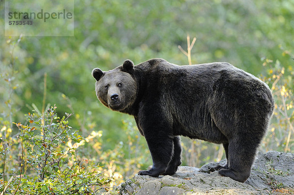 Stehender Europäischer Braunbär (Ursus arctos arctos)