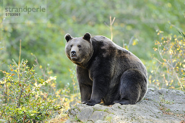 Sitzender Europäischer Braunbär (Ursus arctos arctos)