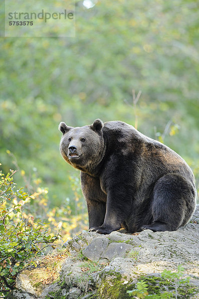 Sitzender Europäischer Braunbär (Ursus arctos arctos)