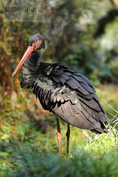 Stehender Schwarzstorch (Ciconia nigra)