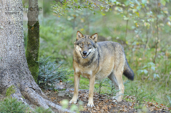 Stehender Europäischer Grauwolf (Canis lupus lupus)