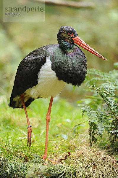 Stehender Schwarzstorch (Ciconia nigra)