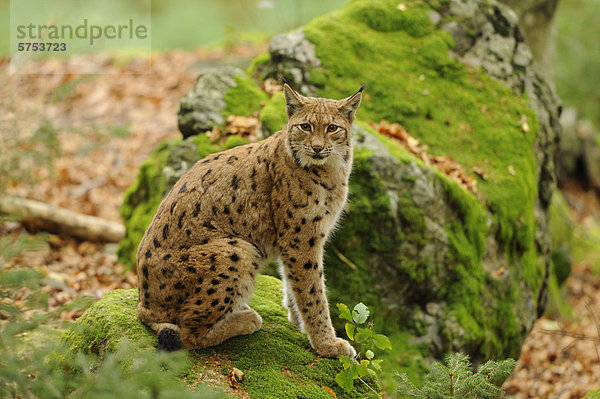 Sitzender Luchs (Lynx lynx)