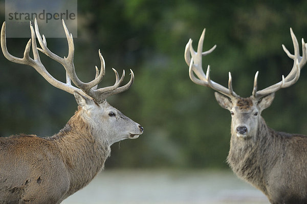 Zwei männliche Rothirsche (Cervus elaphus)