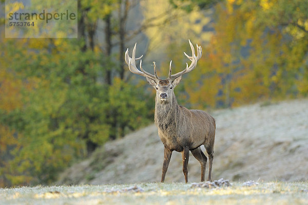 Rothirsch (Cervus elaphus) steht auf einer Wiese