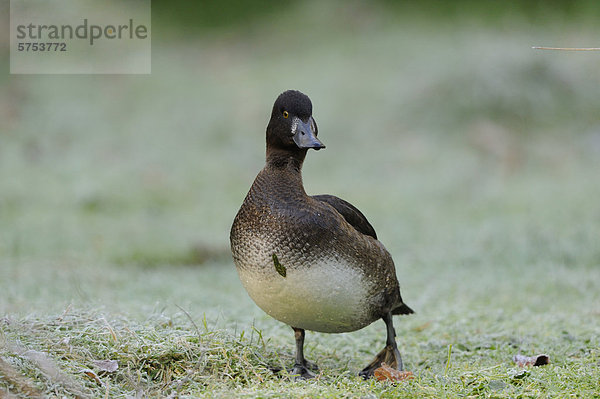 Reiherente (Aythya fuligula) auf einer Wiese