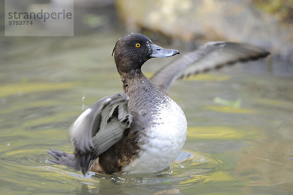 Reiherente (Aythya fuligula) treibt auf dem Wasser