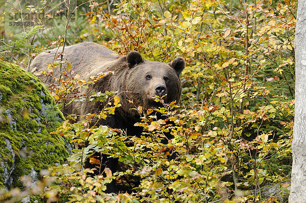 Europäischer Braunbär (Ursus arctos arctos) im Wald