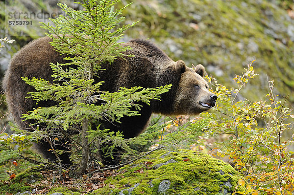 Stehender Europäischer Braunbär (Ursus arctos arctos)