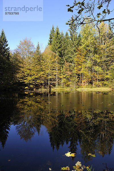 Rachelsee mit Bäumen im Bayerischen Wald  Deutschland