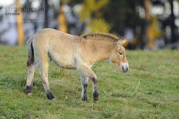 Przewalski-Pferd (Equus ferus przewalskii) steht auf einer Wiese