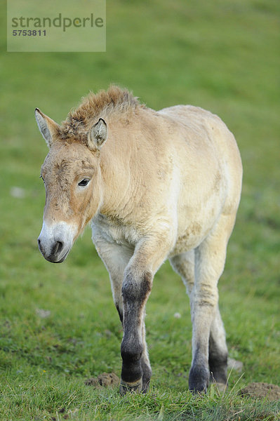 Przewalski-Pferd (Equus ferus przewalskii) steht auf einer Wiese