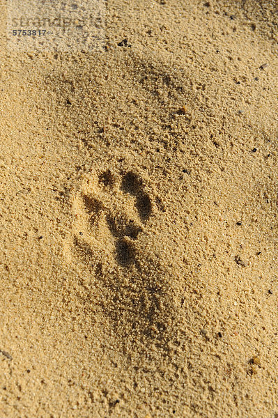 Tierspuren im Sand